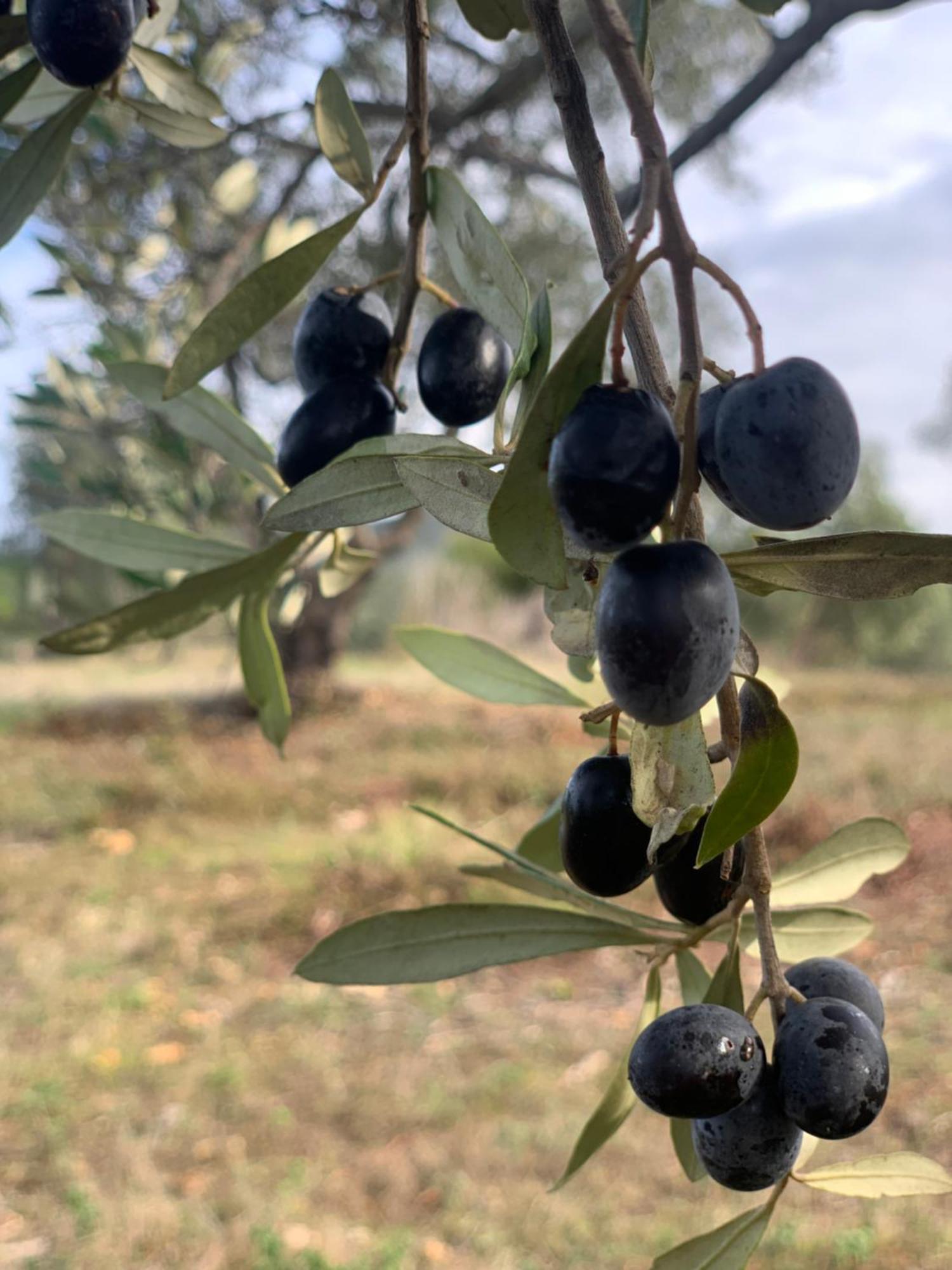 Agriturismo Poggio Falco Batignano Екстериор снимка
