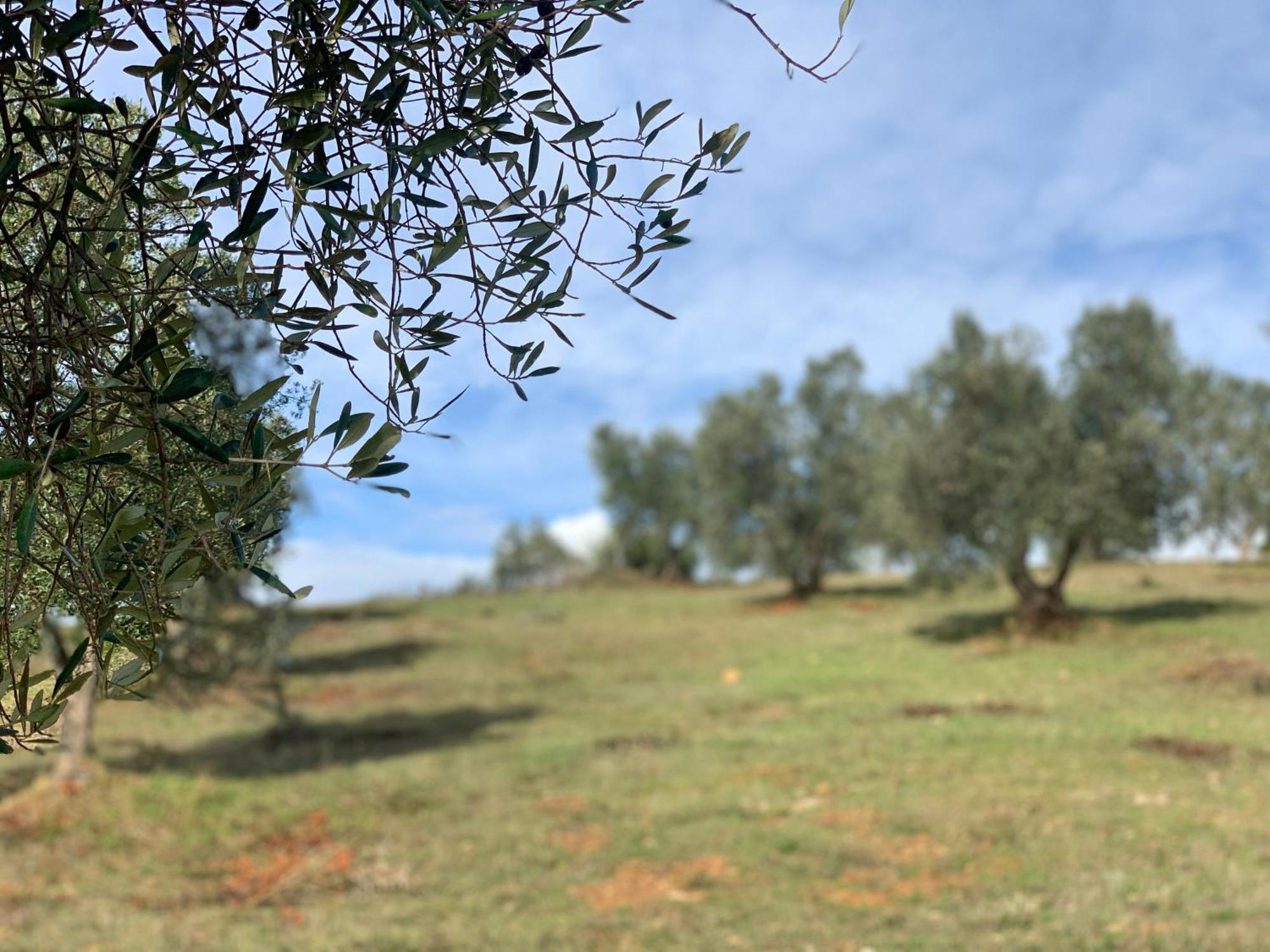 Agriturismo Poggio Falco Batignano Екстериор снимка