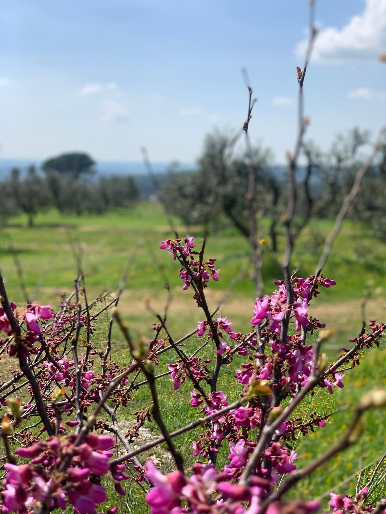 Agriturismo Poggio Falco Batignano Екстериор снимка